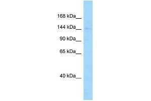 WB Suggested Anti-Dctn1 Antibody Titration: 1. (Dynactin 1 antibody  (C-Term))