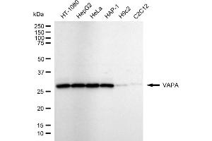 Western blotting analysis using VAPA antibody (ABIN7800821). (Recombinant VAPA antibody)