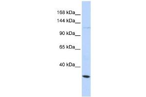KCNMA1 antibody used at 1 ug/ml to detect target protein. (KCNMA1 antibody  (Middle Region))