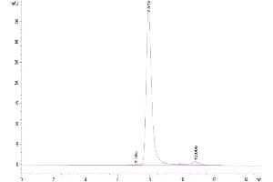 The purity of Biotinylated Human DKK1 N terminal Domain is greater than 95 % as determined by SEC-HPLC. (DKK1 Protein (AA 32-142, N-Term) (Fc-Avi Tag,Biotin))