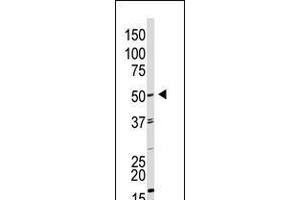 Antibody is used in Western blot to detect GDF9 in HL60 cell lysate.
