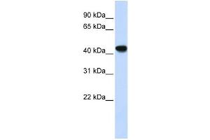 Western Blotting (WB) image for anti-Alcohol Dehydrogenase 1B (Class I), beta Polypeptide (ADH1B) antibody (ABIN2458609) (ADH1B antibody)