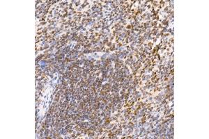 Immunohistochemistry of paraffin-embedded mouse spleen using TCE Rabbit mAb (ABIN7270877) at dilution of 1:25 (40x lens). (TCEA1 antibody)