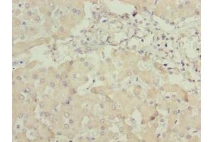 ANKRA2 antibody  (AA 1-313)