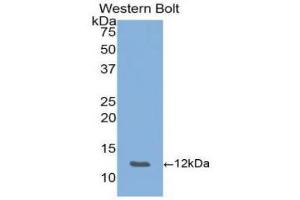 Western blot analysis of recombinant Mouse ENA78. (CXCL5 antibody  (AA 45-118))