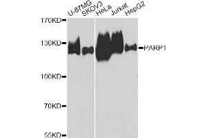 Western blot analysis of extracts of various cell lines, using PARP1 antibody (ABIN5975769) at 1/1000 dilution. (PARP1 antibody)