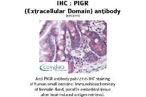 Image no. 2 for anti-Polymeric Immunoglobulin Receptor (PIGR) (Extracellular Domain) antibody (ABIN1738097) (PIGR antibody  (Extracellular Domain))