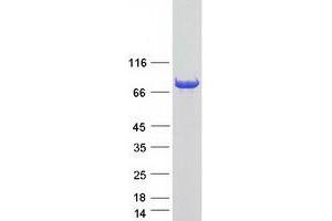 Western Blotting (WB) image for butyrophilin, Subfamily 3, Member A3 (BTN3A3) (Transcript Variant 1) protein (Myc-DYKDDDDK Tag) (ABIN2715357)