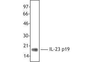 Western Blotting (WB) image for anti-Interleukin 23 (IL23) antibody (ABIN2665145) (IL23 antibody)