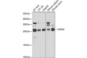 Western blot analysis of extracts of various cell lines, using SRSF9 antibody (ABIN1682679, ABIN3018727, ABIN3018728 and ABIN6220559) at 1:1000 dilution. (SFRS9 antibody  (AA 1-221))