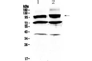 Western Blotting (WB) image for anti-Hyperpolarization Activated Cyclic Nucleotide-Gated Potassium Channel 2 (HCN2) (AA 682-714), (C-Term) antibody (ABIN5518840)