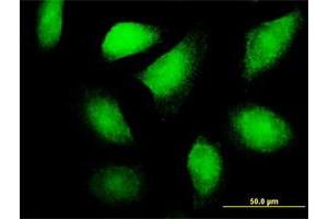 Immunofluorescence of purified MaxPab antibody to FLT3LG on HeLa cell. (FLT3LG antibody  (AA 1-235))