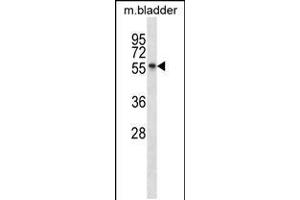 Western blot analysis in mouse bladder tissue lysates (35ug/lane). (SGK3 antibody  (C-Term))