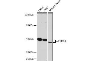 Western blot analysis of extracts of various cell lines, using ESRRA Rabbit mAb (ABIN1683199, ABIN7101640, ABIN7101641 and ABIN7101642) at 1:1000 dilution.