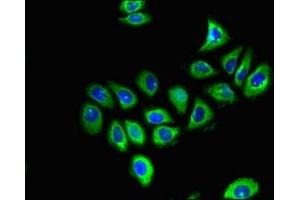 Immunofluorescent analysis of A549 cells using ABIN7153717 at dilution of 1:100 and Alexa Fluor 488-congugated AffiniPure Goat Anti-Rabbit IgG(H+L) (GFRA1 antibody  (AA 230-385))