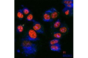 Immunofluorescence staining of BXDC2 on MCF-7 cell use BXDC2 MaxPab polyclonal antibody (1:100, 4 °C overnight).