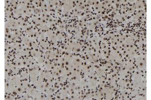 ABIN6273109 at 1/100 staining Human liver tissue by IHC-P. (DHX38 antibody  (C-Term))