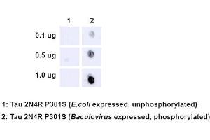 Dot Blot analysis using Rabbit Anti-Tau Monoclonal Antibody, Clone AH36 (ABIN6932886). (tau antibody  (pSer202, pThr205) (Atto 488))