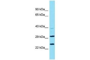 Host: Rabbit Target Name: C9orf106 Sample Type: U937 Whole Cell lysates Antibody Dilution: 1. (C9ORF106 antibody  (N-Term))