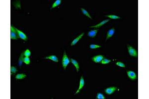 Immunofluorescent analysis of Hela cells using ABIN7168546 at dilution of 1:100 and Alexa Fluor 488-congugated AffiniPure Goat Anti-Rabbit IgG(H+L) (BHMT2 antibody  (AA 1-200))