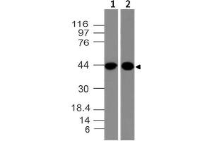 Image no. 1 for anti-C-Type Lectin Domain Family 9, Member A (CLEC9A) (AA 15-218) antibody (ABIN5027446) (CLEC9A antibody  (AA 15-218))