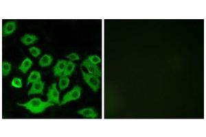 Immunofluorescence (IF) image for anti-Ribosomal Protein L36 (RPL36) (Internal Region) antibody (ABIN1850636) (RPL36 antibody  (Internal Region))