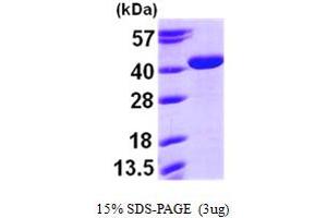 SDS-PAGE (SDS) image for Arginase, Type II (ARG2) (AA 23-354) protein (His tag) (ABIN667789)