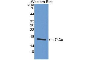 Western Blotting (WB) image for anti-WAP Four-Disulfide Core Domain 5 (WFDC5) (AA 1-123) antibody (ABIN1980544) (WFDC5 antibody  (AA 1-123))