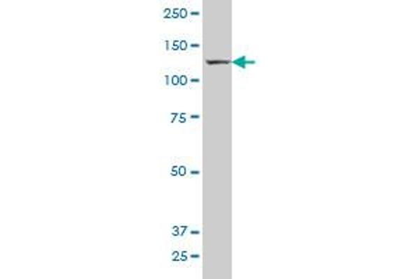 CHL1 antibody  (AA 26-135)