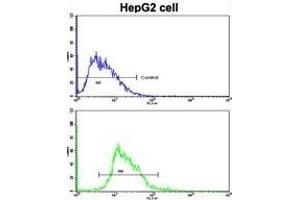 Flow cytometric analysis of HepG2 cells using ESR2 Antibody (Center)(bottom histogram) compared to a negative control cell (top histogram). (ESR2 antibody  (AA 369-397))