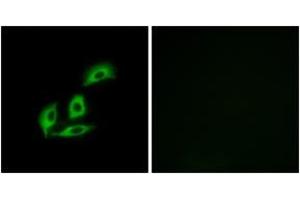 Immunofluorescence analysis of A549 cells, using NECAB3 Antibody. (NECAB3 antibody  (AA 321-370))