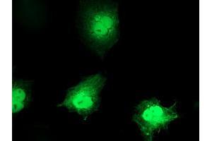 Immunofluorescence (IF) image for anti-Chromosome 1 Open Reading Frame 50 (C1ORF50) antibody (ABIN1497034) (C1ORF50 antibody)
