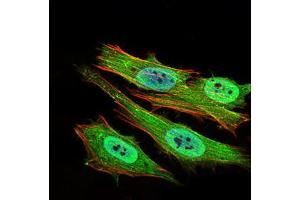 Immunofluorescence analysis of Hela cells using PON1 mouse mAb (green).