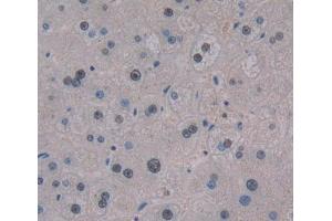 Used in DAB staining on fromalin fixed paraffin- embedded liver tissue (TCEA3 antibody  (AA 59-348))