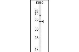 Western blot analysis in K562 cell line lysates (35ug/lane). (RGS7 antibody  (C-Term))