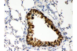 Anti- COMT Picoband antibody, IHC(P) IHC(P): Mouse Lung Tissue (COMT antibody  (AA 52-271))
