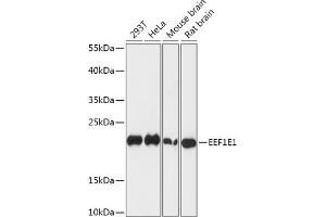 Western blot analysis of extracts of various cell lines, using EEF1E1 antibody (ABIN7267023) at 1:1000 dilution.