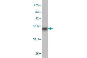 Western Blot detection against Immunogen (37. (CD93 antibody  (AA 33-140))