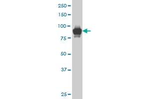 STAT5B monoclonal antibody (M04), clone 1C2 Western Blot analysis of STAT5B expression in K-562 . (STAT5B antibody  (AA 1-390))