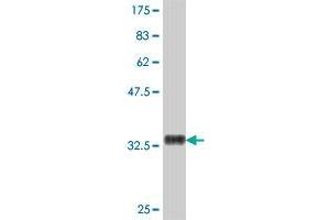 Western Blot detection against Immunogen (35. (UBE2E3 antibody  (AA 65-152))