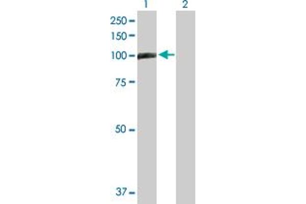 TAGAP antibody  (AA 1-731)