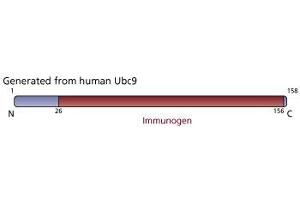 Image no. 1 for anti-Ubiquitin-Conjugating Enzyme E2I (UBE2I) (AA 26-156) antibody (ABIN968155) (UBE2I antibody  (AA 26-156))
