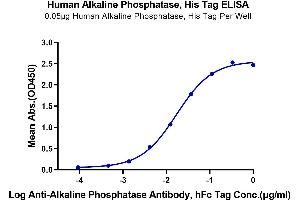 Immobilized Human Alkaline Phosphatase, His Tag at 0. (Alkaline Phosphatase Protein (ALP) (AA 23-506) (His tag))