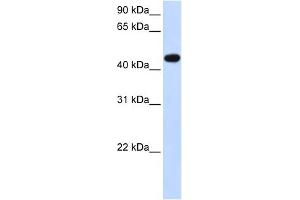 WB Suggested Anti-AADAC Antibody Titration:  0. (AADAC antibody  (N-Term))