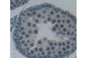 Figure. (MPG antibody  (AA 32-300))