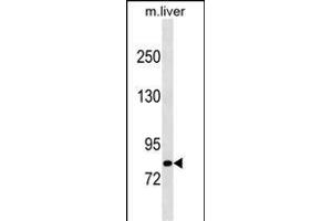 Mouse Cblb Antibody (C-term) (ABIN1537633 and ABIN2838232) western blot analysis in mouse liver tissue lysates (35 μg/lane). (Cbl Proto-Oncogene B, E3 Ubiquitin Protein Ligase (CBLB) (AA 862-889), (C-Term) antibody)
