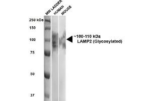Western Blot analysis of Human, Mouse HEK293 and 3T3NIH cell lysates showing detection of ~100-110 kDa LAMP2 protein using Rat Anti-LAMP2 Monoclonal Antibody, Clone GL2A7 (ABIN361745 and ABIN361746).