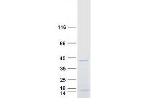 Validation with Western Blot (PRRX1 Protein (Myc-DYKDDDDK Tag))