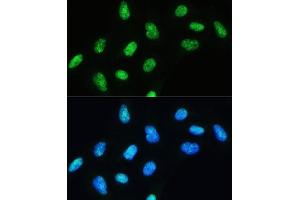 Immunofluorescence analysis of U-2 OS cells using DHX9/RNA Helicase Aantibody (ABIN7265748) at dilution of 1:100. (DHX9 antibody)