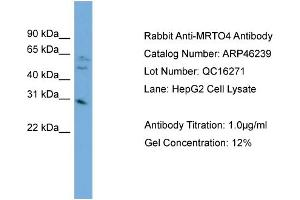 WB Suggested Anti-MRTO4  Antibody Titration: 0. (C1orf33 antibody  (Middle Region))